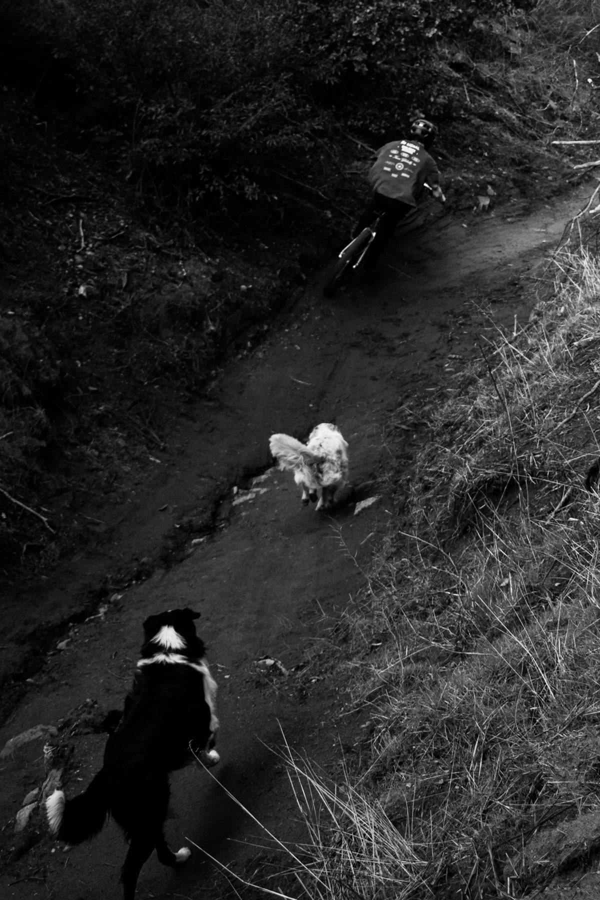 Riders de Las Viñas: rider bajando el sendero con perros, en blanco y negro