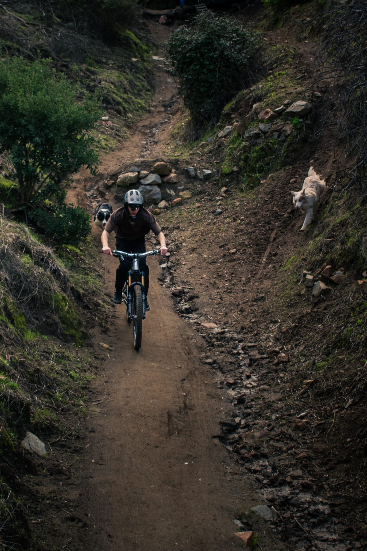 Riders de Las Viñas: rider de MTB bajando el sendero junto a un perro